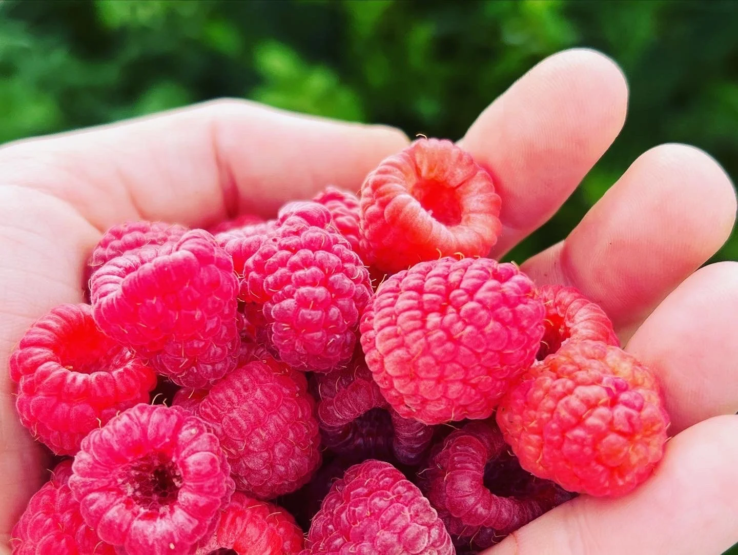 Raspberry Rewards Program Begins