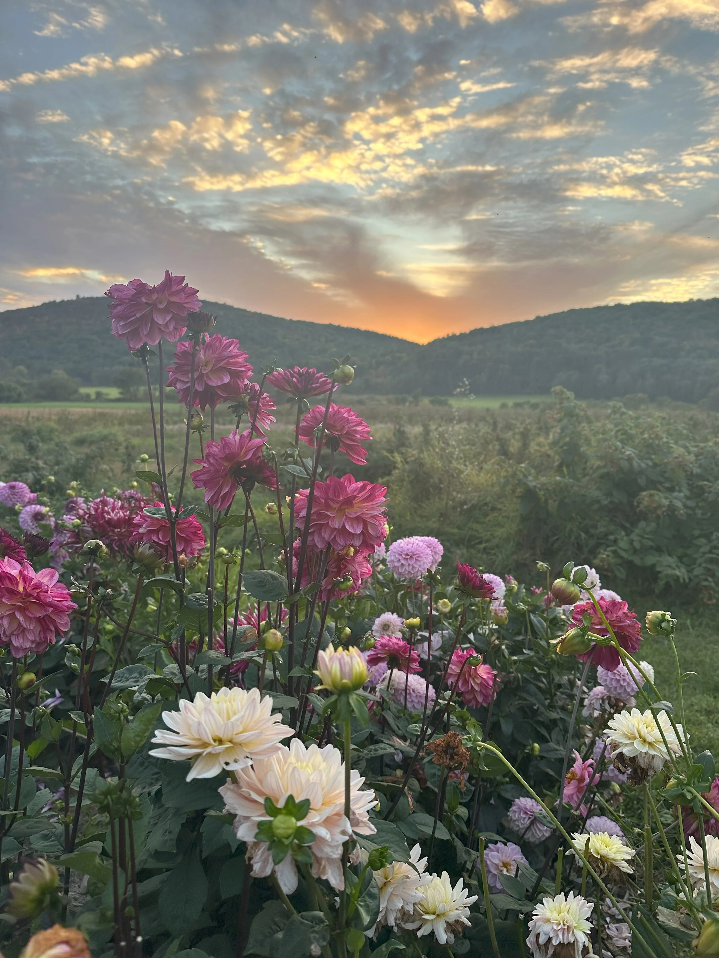 Farm Table in the Flower Field Reservations