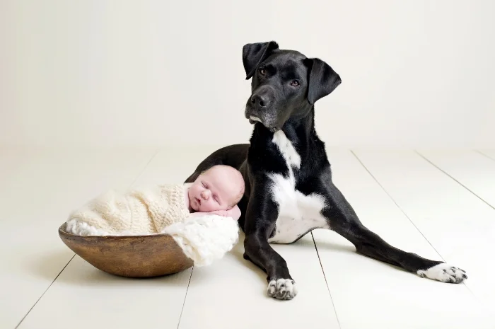 newborn portrait with family dog