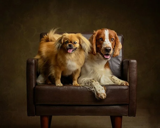 Sarah Prall Portraiture, Fine Art Portraits of Pets, Children, and