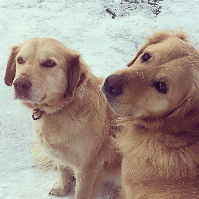 Doggos !!! National Dog Day is it?Gotta show off my sweet sweet beauties 🥰