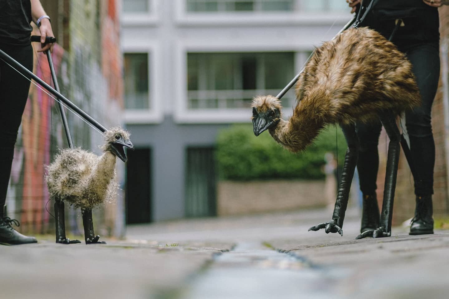 Adult and baby out for a stroll. Photos by @jarrydbravo 📷 ... Huge thanks to Jarryd and Allanah @thehouseofarax for helping out with this shoot! ❤️❤️❤️
.
.
Emu puppets created for @hotdadproductions #theemuwar
.
Puppetsmithery build team @jessicadav