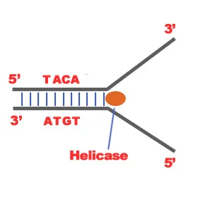 Dna Replication Science Blitz