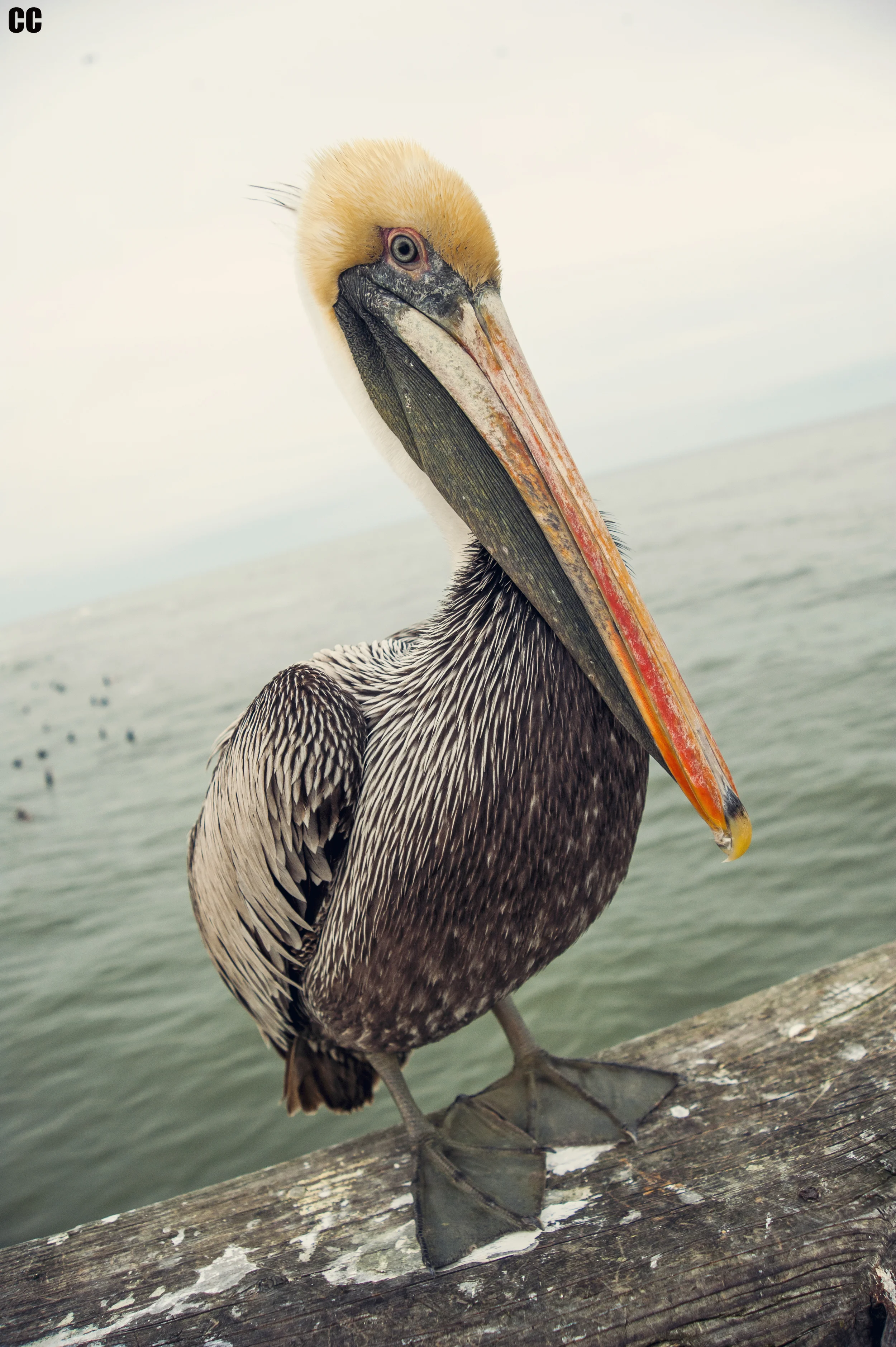 Usually when you see a shot of a bird/pelican its shot with a telephoto lens. However, After this guy sat less than 2 feet away from me the whole time I shot this evening I thought It would be cool to take a wide angle shot of him. 