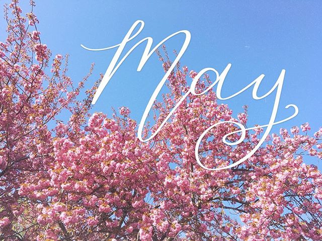 🌸 A beautiful first day of May! 🌸 &mdash; I am so grateful to have this gorgeous cherry tree in my front yard.