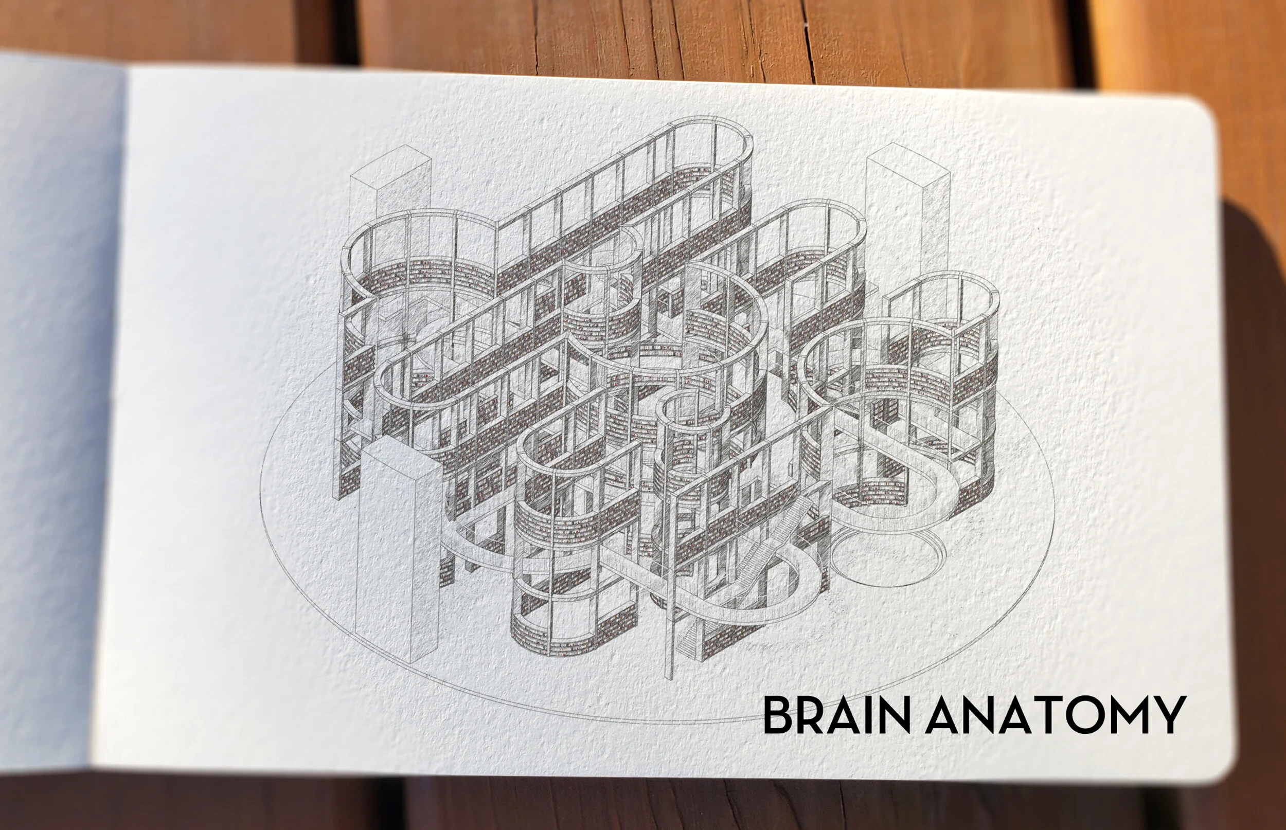 04 Sketch_Anatomy.jpg