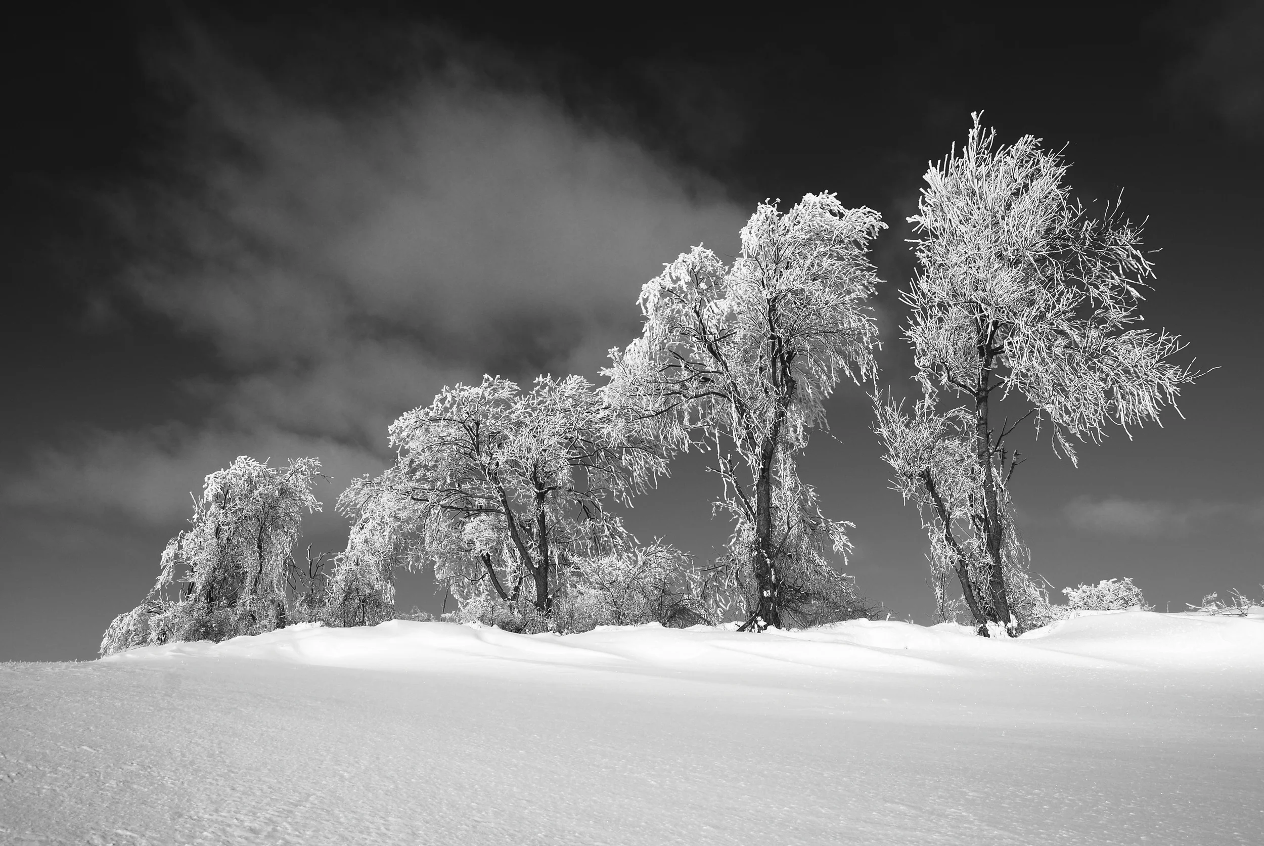 Ice Trees I Clinton, New York
