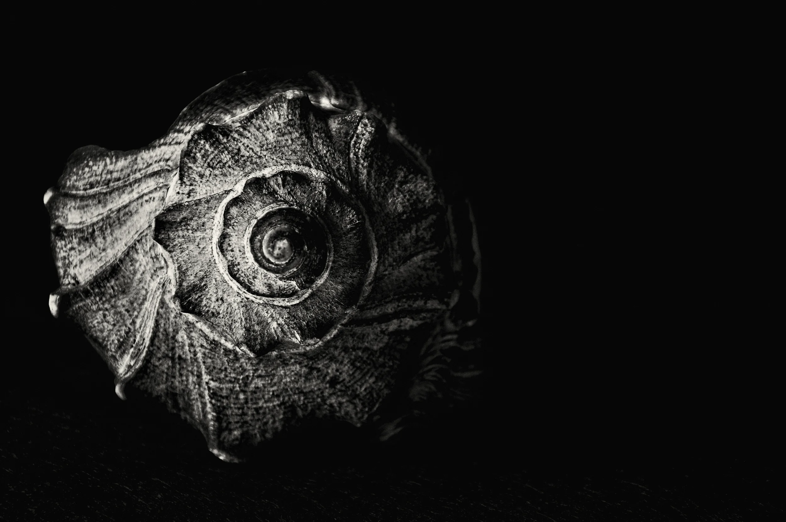 Whelk