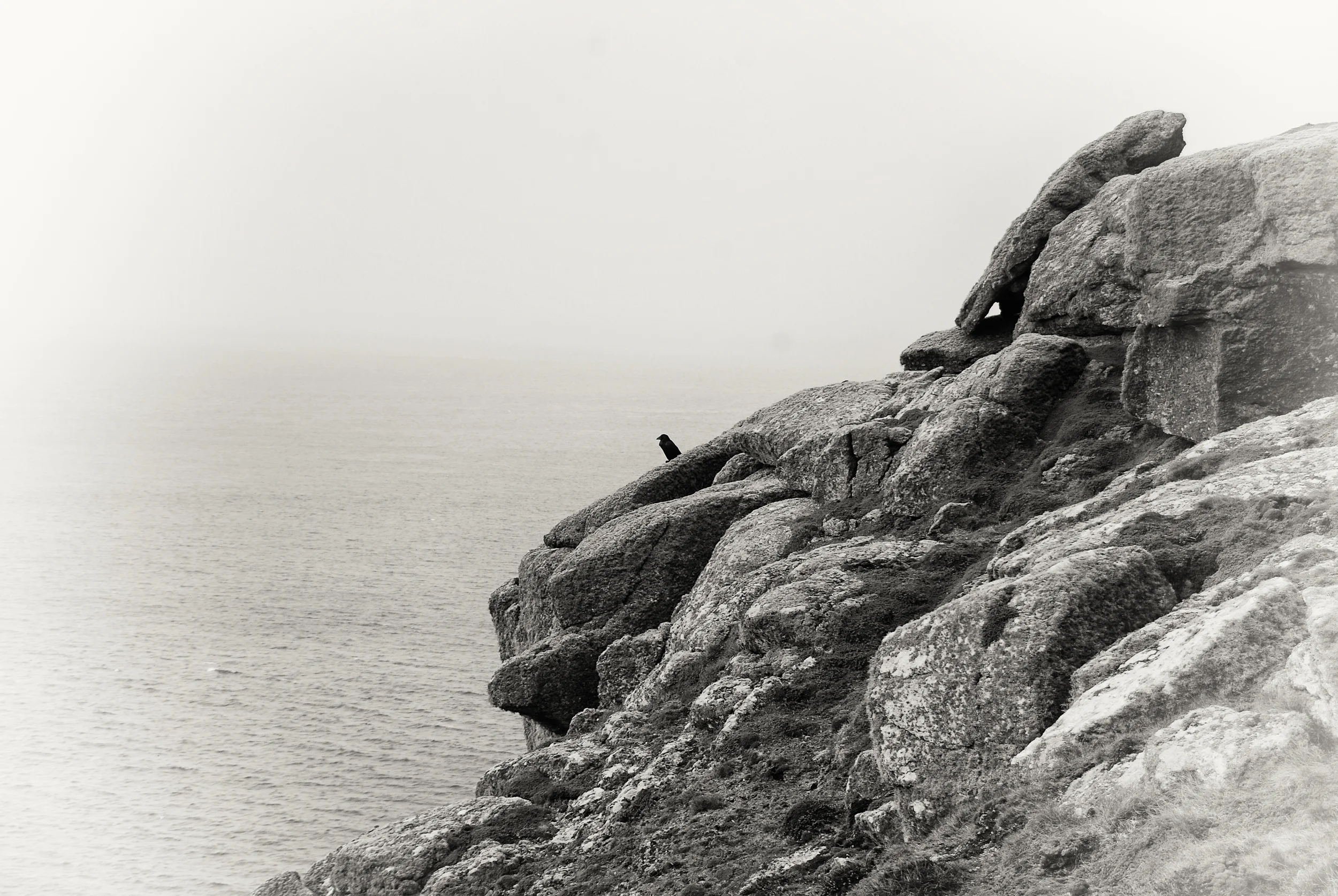 Raven Near Land's End, Cornwall, UK
