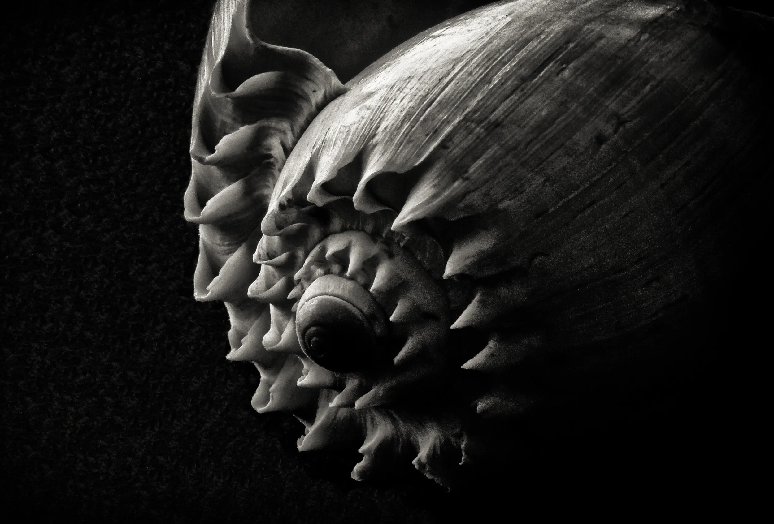 Whelk II