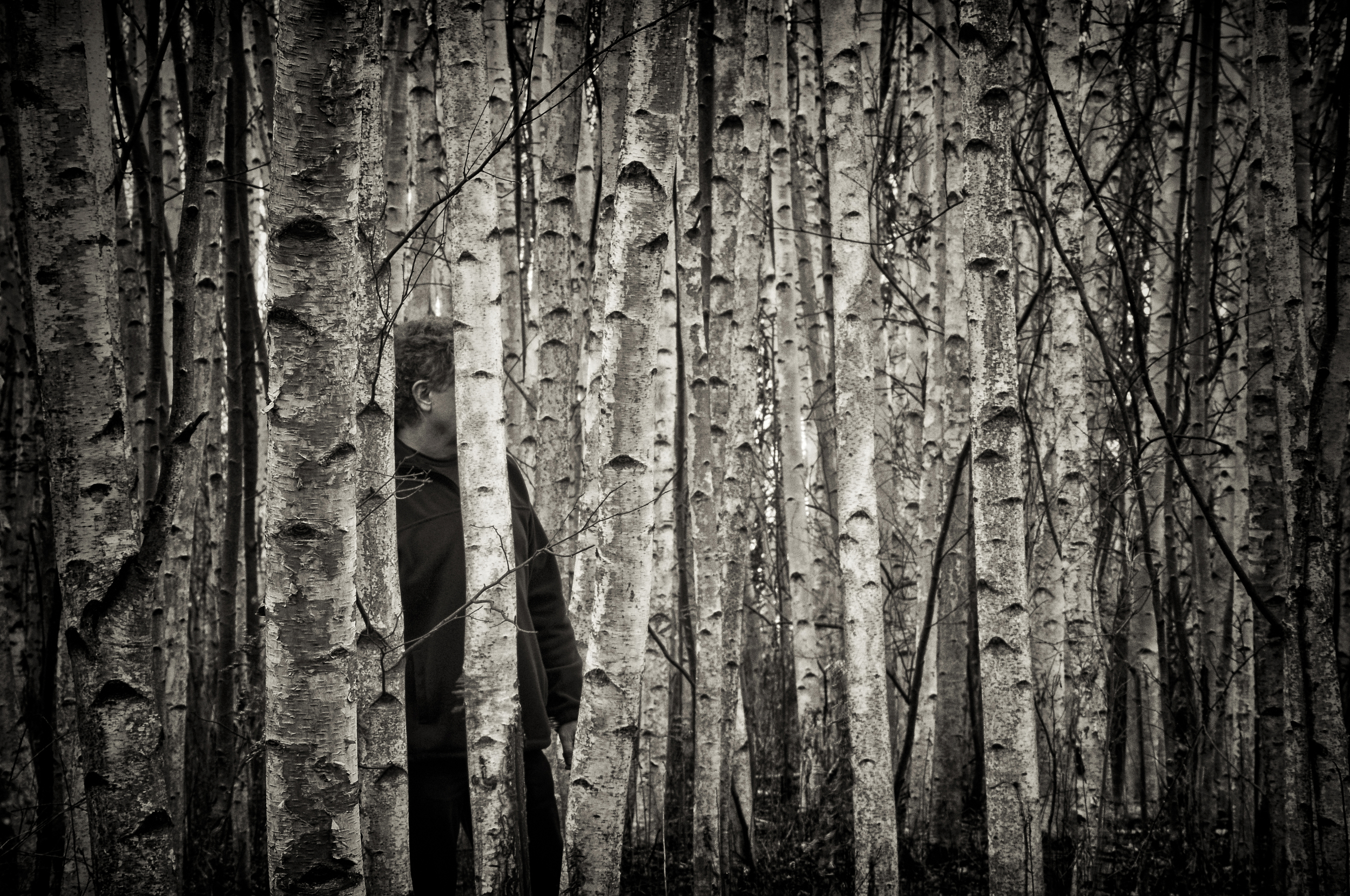 The Birches Near Skaneateles, N.Y.