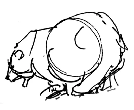 animals5.jpg