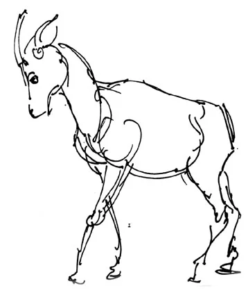 animals7.jpg