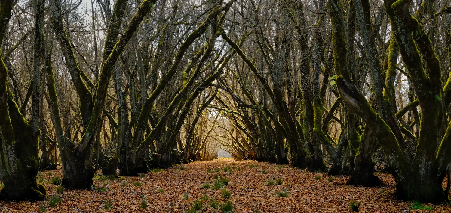 Filburt Grove, Keizer, Oregon