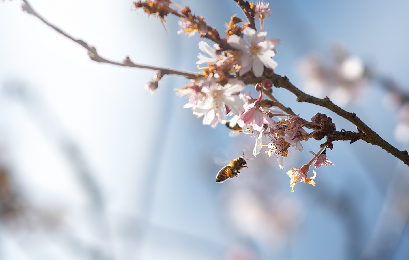 Bee and the Cherry Blossom