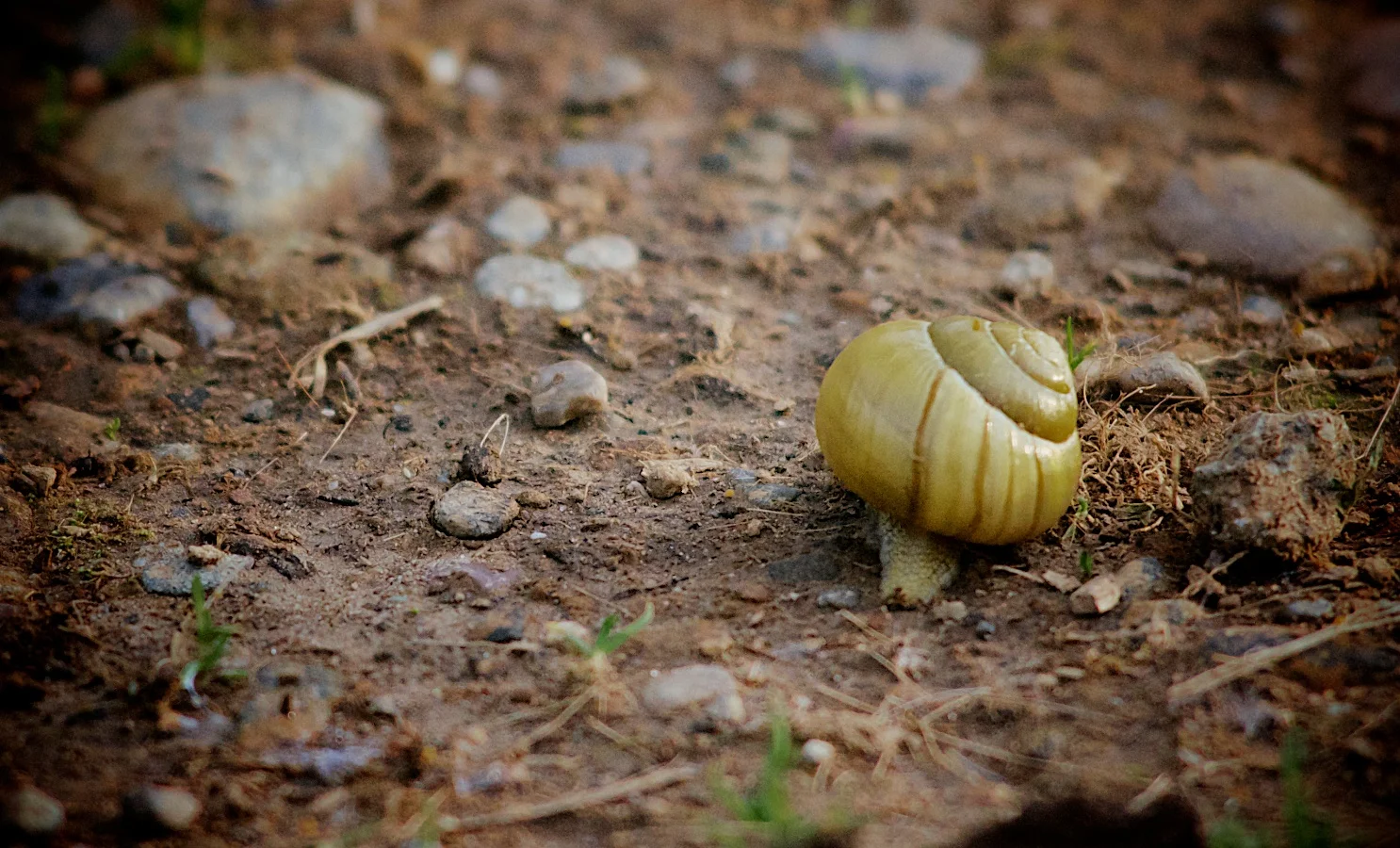 Snail