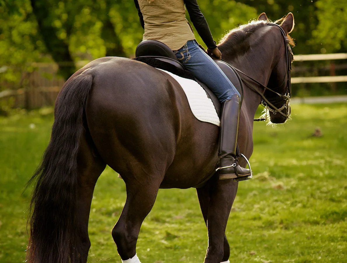 DressagePhotography_AJH8916.jpg