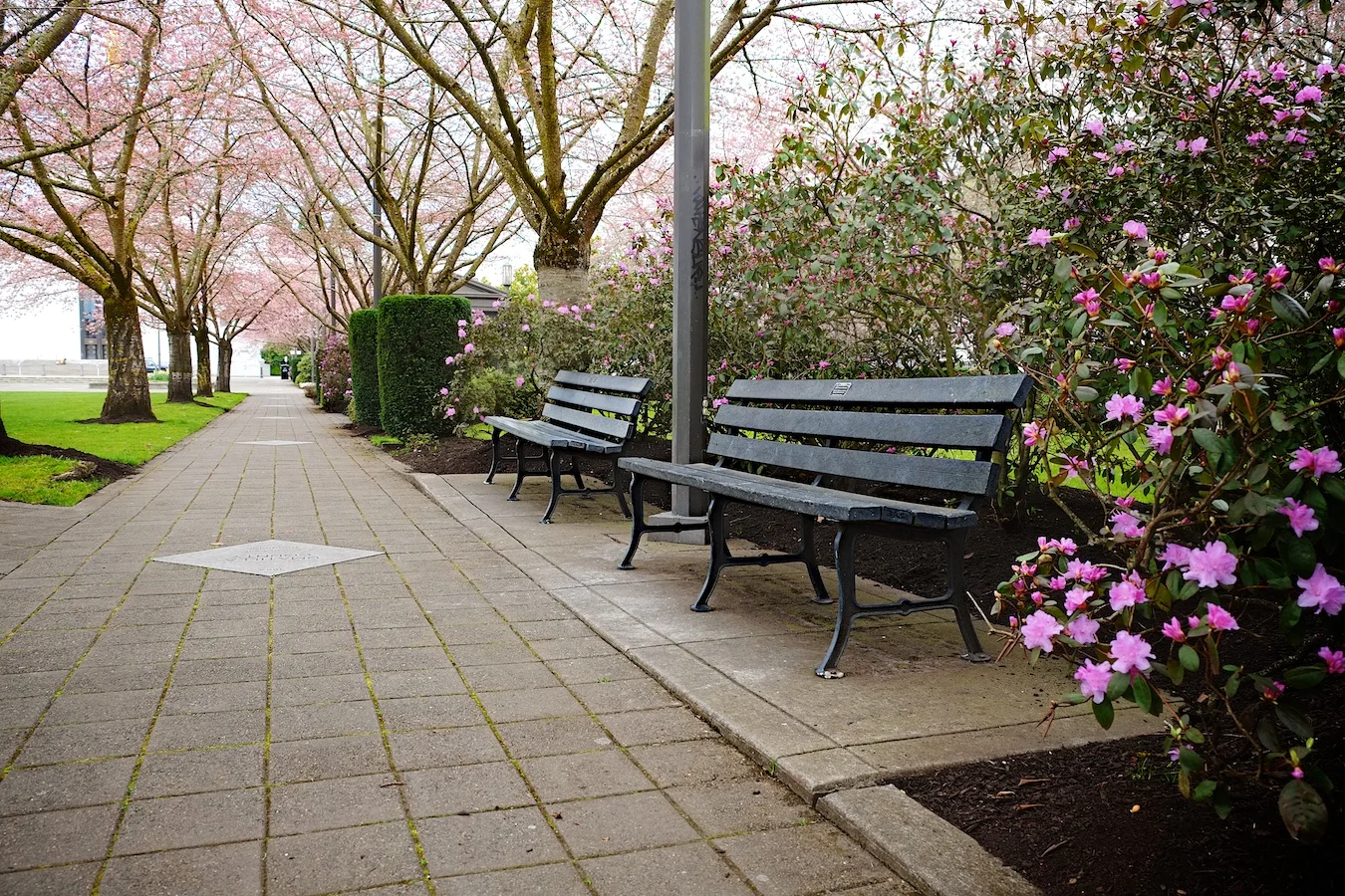 Cherry blooms over the Salem Capitol Mall. Fuji X-E1. 18-55mm.