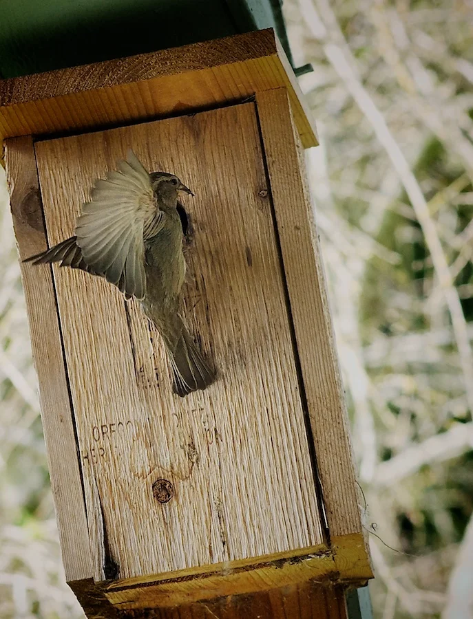 The origami-like folding of the wings is simply amazing.