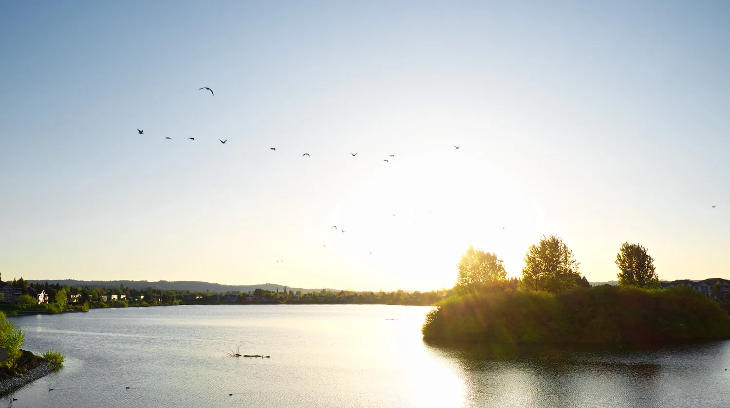 Geese landing at Staats Lake, Keizer, Oregon. FujiFilm XE-1, 18-55mm.
