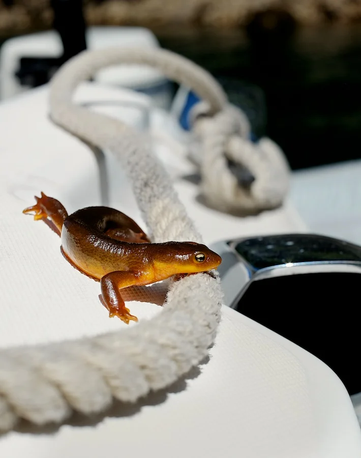Salamander Parade. FujiFilm X-E1, 35mm f/1.4.