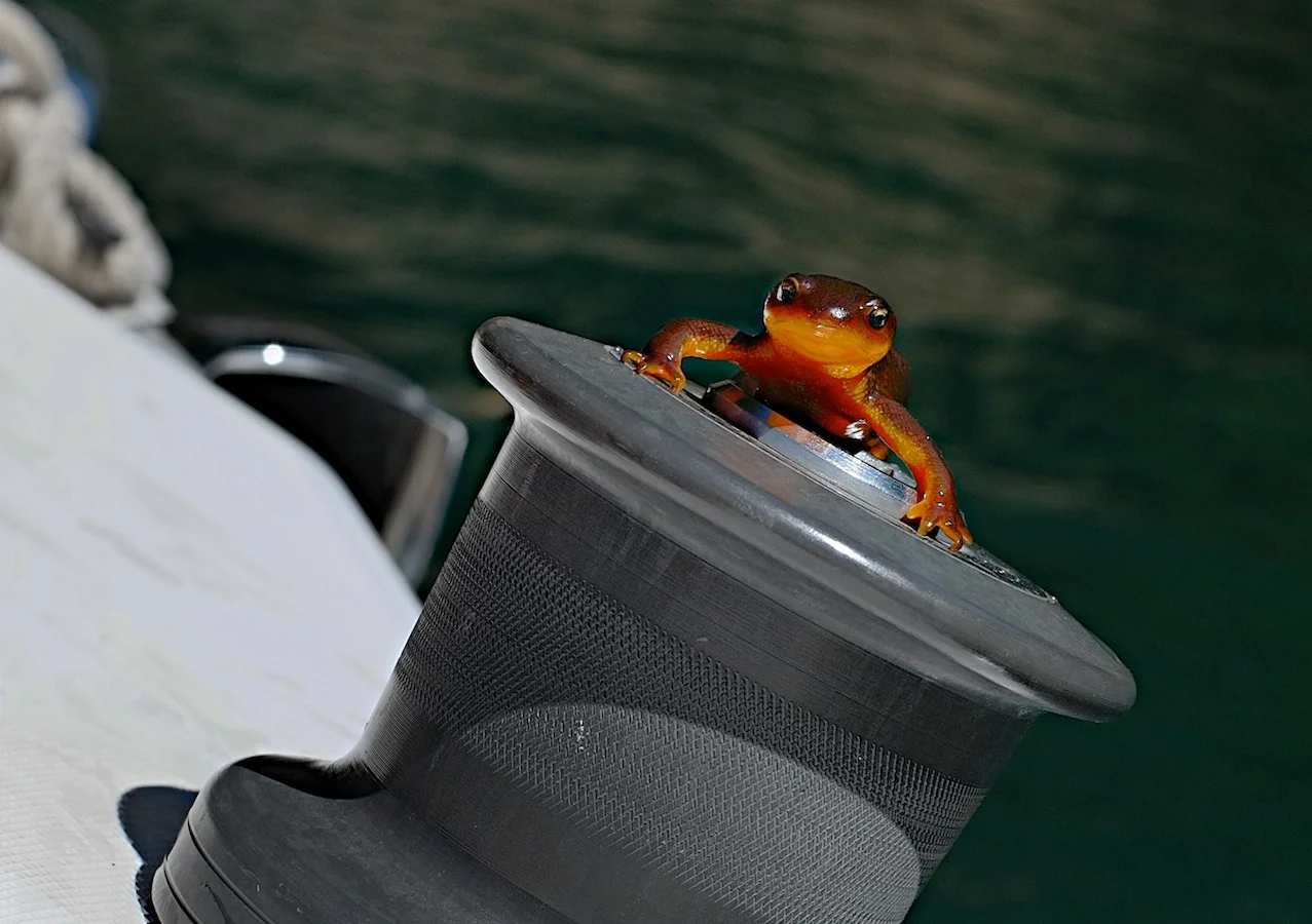 Salamander Parade. FujiFilm X-E1, 35mm f/1.4.