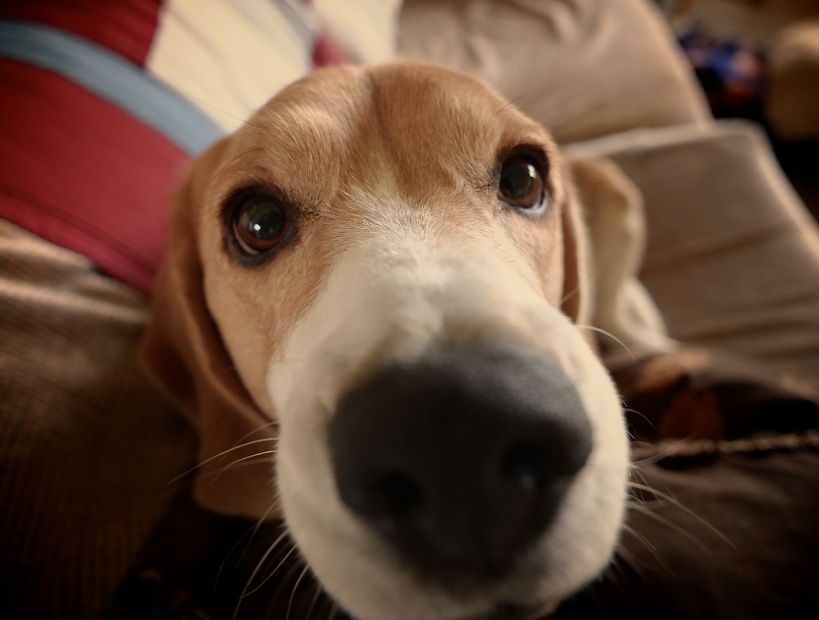Beagle power. Fujifilm XE-1, Zeiss Touit 12mm, ISO 1600, f/2.8, 1/50. 