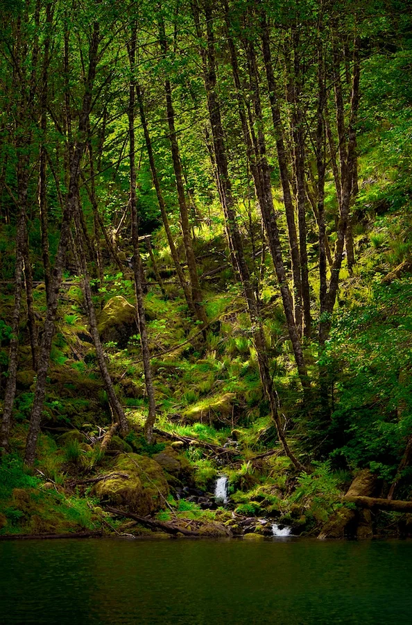 Sunlight on the forest floor. Detroit, Oregon. Fujifilm X-E1, XF18-55mm @ 55mm, f/8, 1/250, ISO 800
