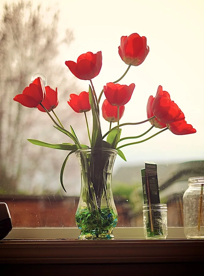 Tulips in the morning light. Fujifilm X-E1, XF35mm f/1.4 @ f/1.4, 1/4000, ISO 200