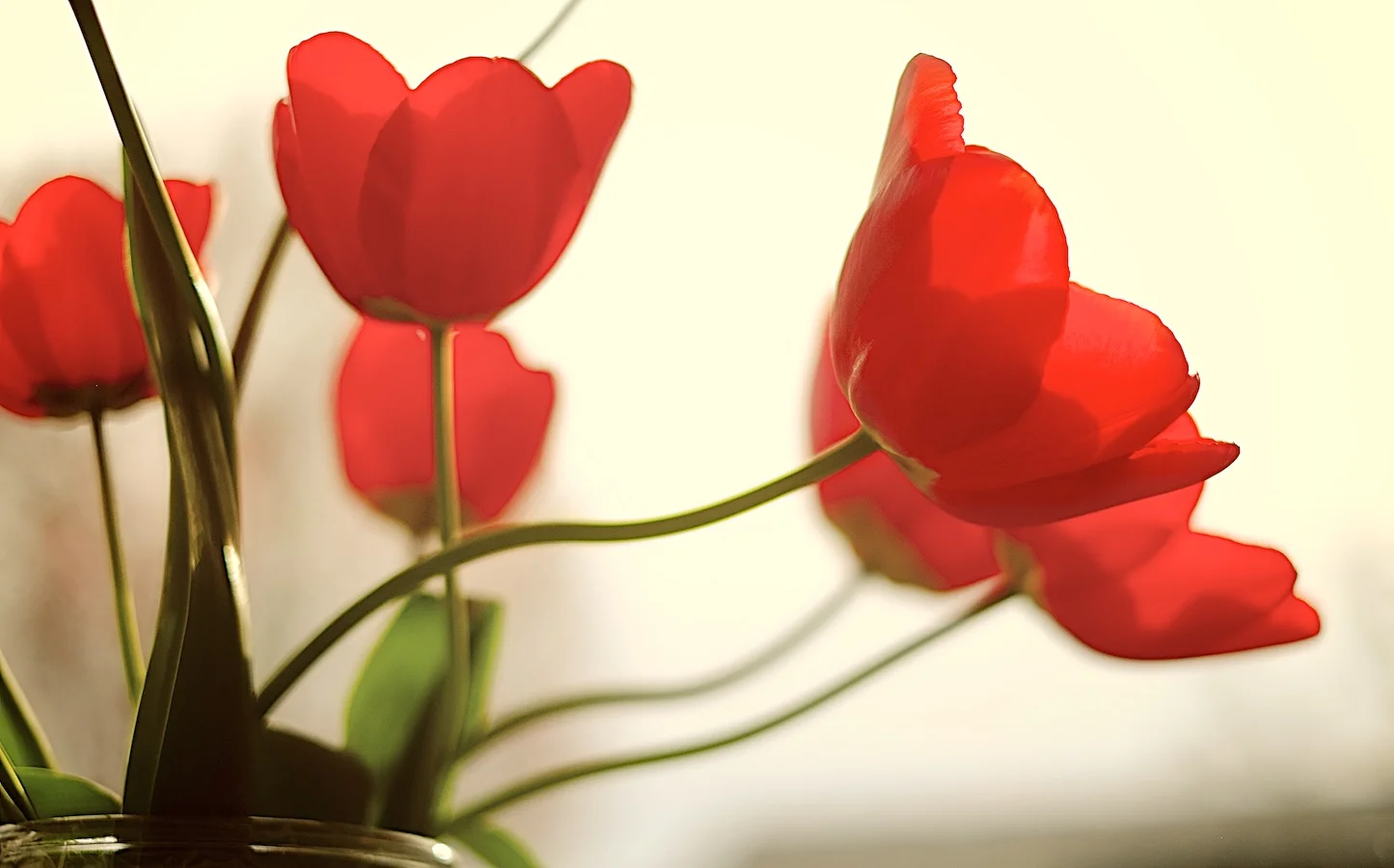 Tulips against the sun. Fujifilm X-E1, XF35mm f/1.4 @ f/1.4, 1/4000, ISO 200