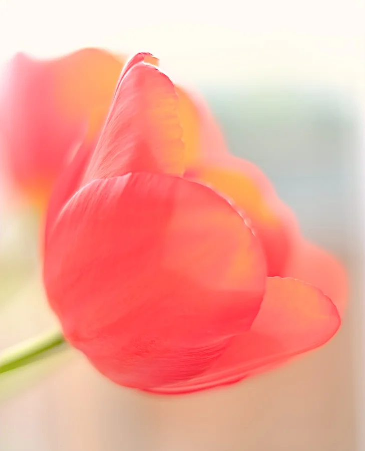 Tulip. Fujifilm X-E1, XF35mm f/1.4 @ f/1.4, 1/250, ISO 200