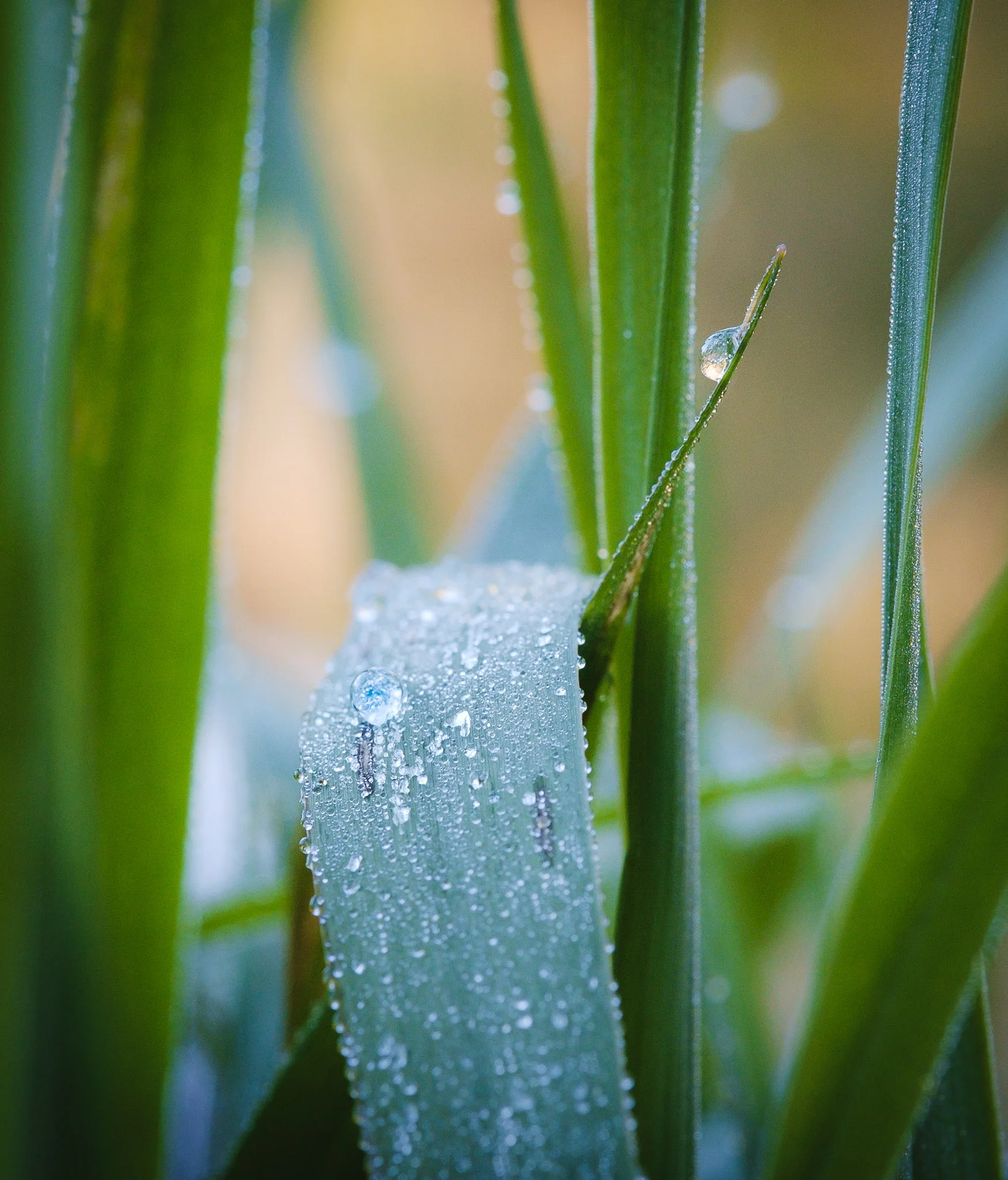 Easter Morning Dew. LL Stub Stewart State Park, Oregon. Fujifilm XE-1, XF60mm, ISO 1600, f/8, 1/125.