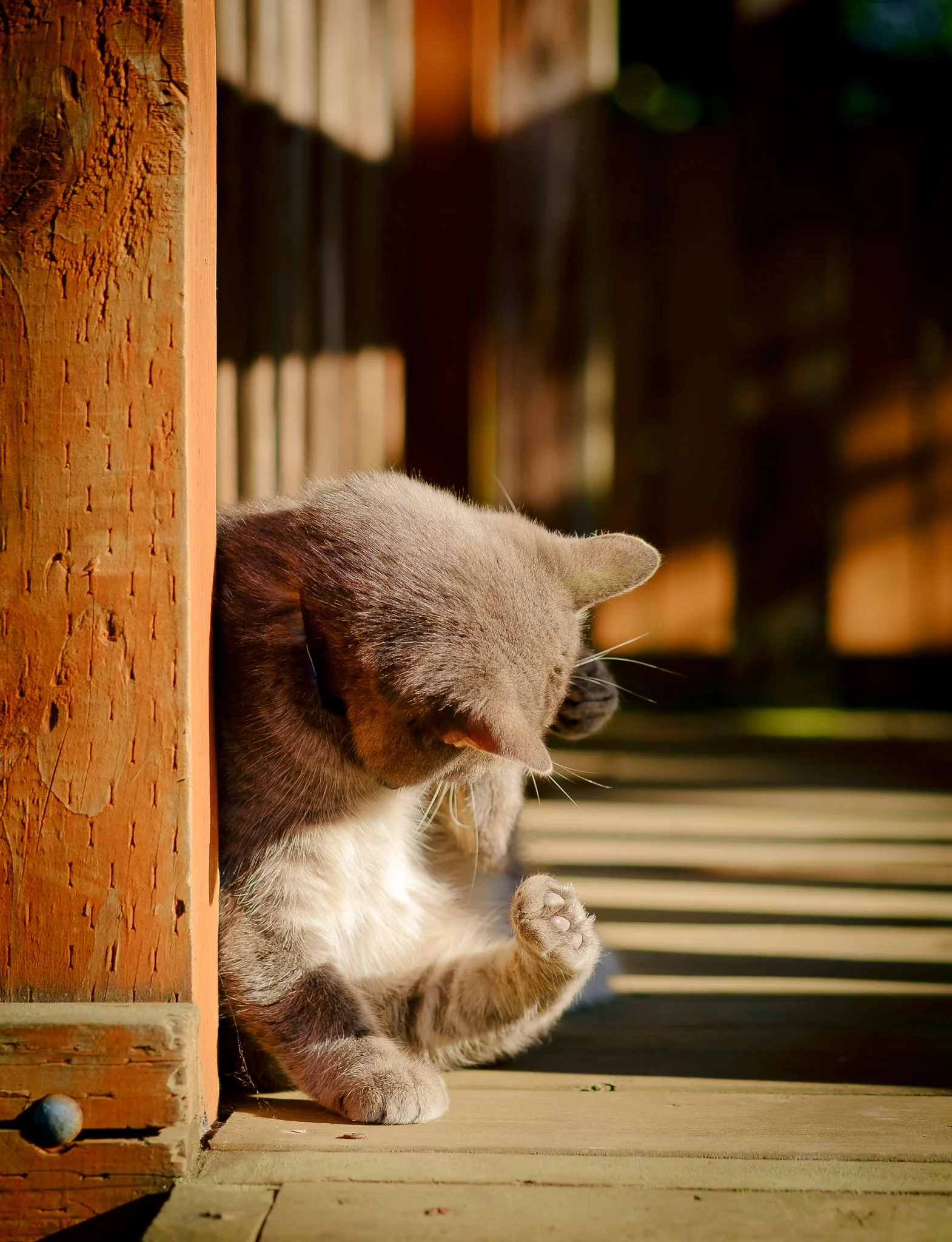 Paws and Claws - "Storm" comes out of hiding to give herself a cleaning as the hot sun finally sinks away. Fujifilm XE-1, XF60mm, ISO 200, f/2.8, 1/1000.