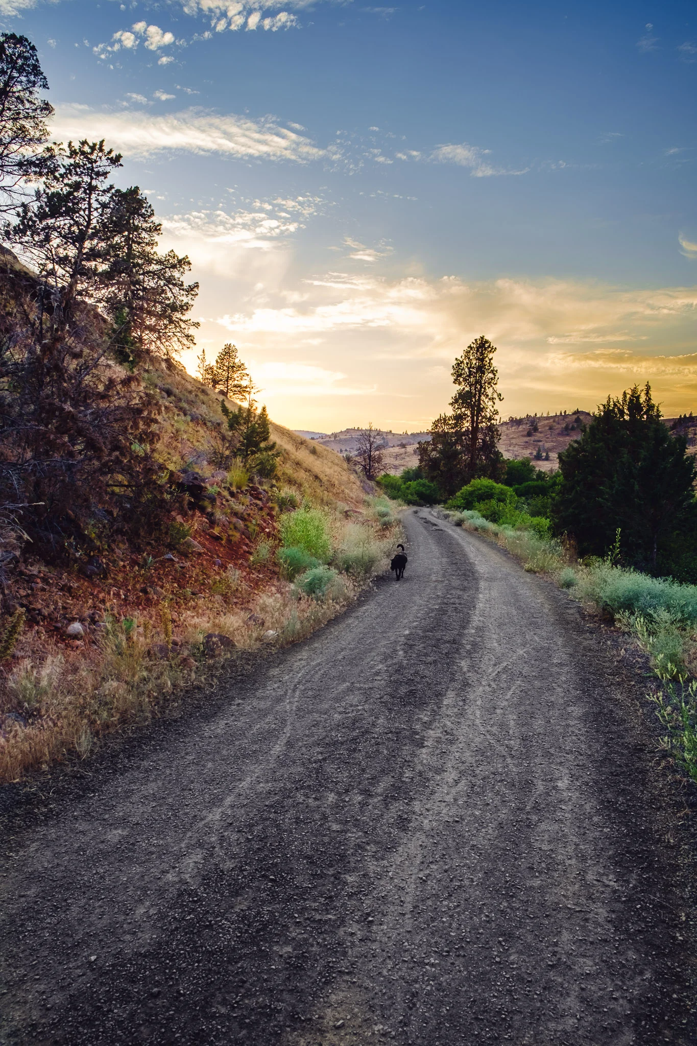 A friendly dog at dusk. Warm Springs, OR. Fujifilm XE-1, XF18-55mm @ 18mm, ISO 200, f/8, 1/80.