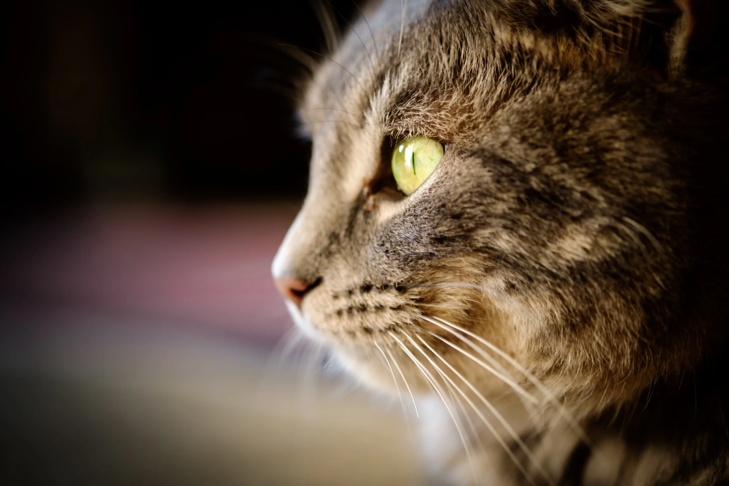 Fujifilm XE-1, XF60mm, ISO 200, f/2.4, 1/10.