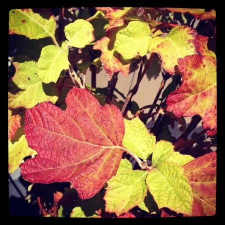 Enjoy some fall colors.