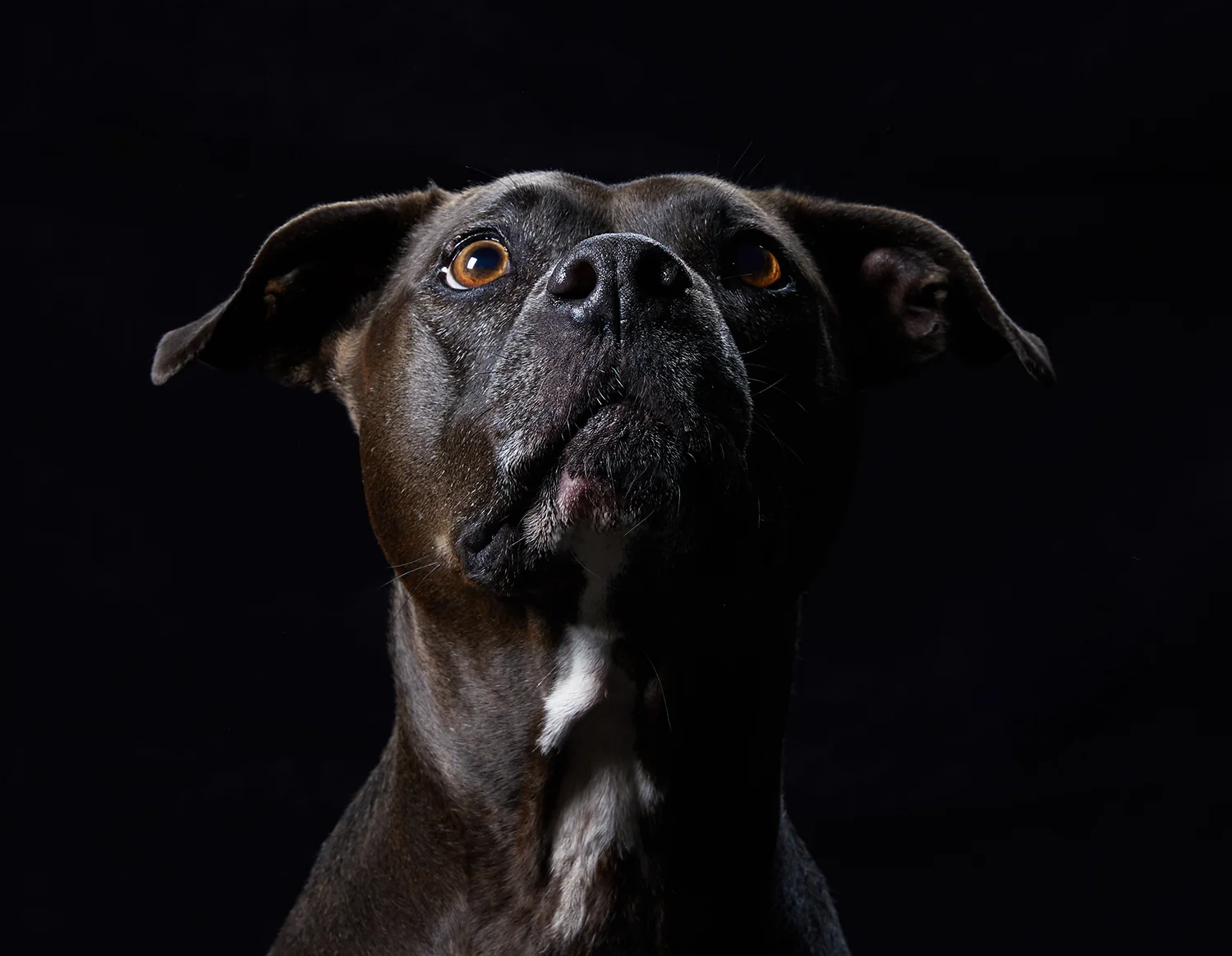 Doggies_001 1500.jpg