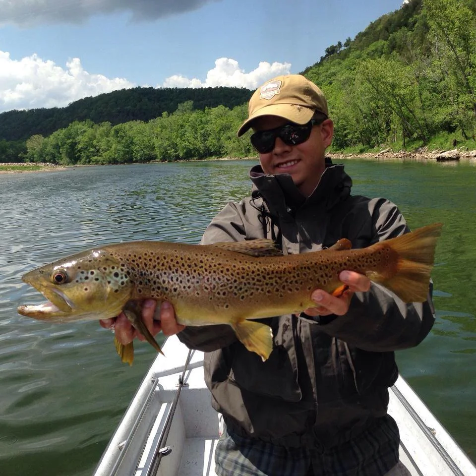 24 incher on a caddis pupa