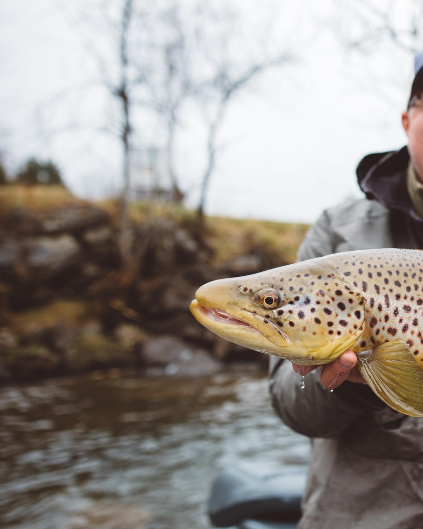 We managed to last longer than everyone else yesterday in the rain and sleet, and when the boats cleared out, the bite went crazy. Over 40 browns landed, with several of these big bruisers. This has been an incredible winter bite that keeps hanging o