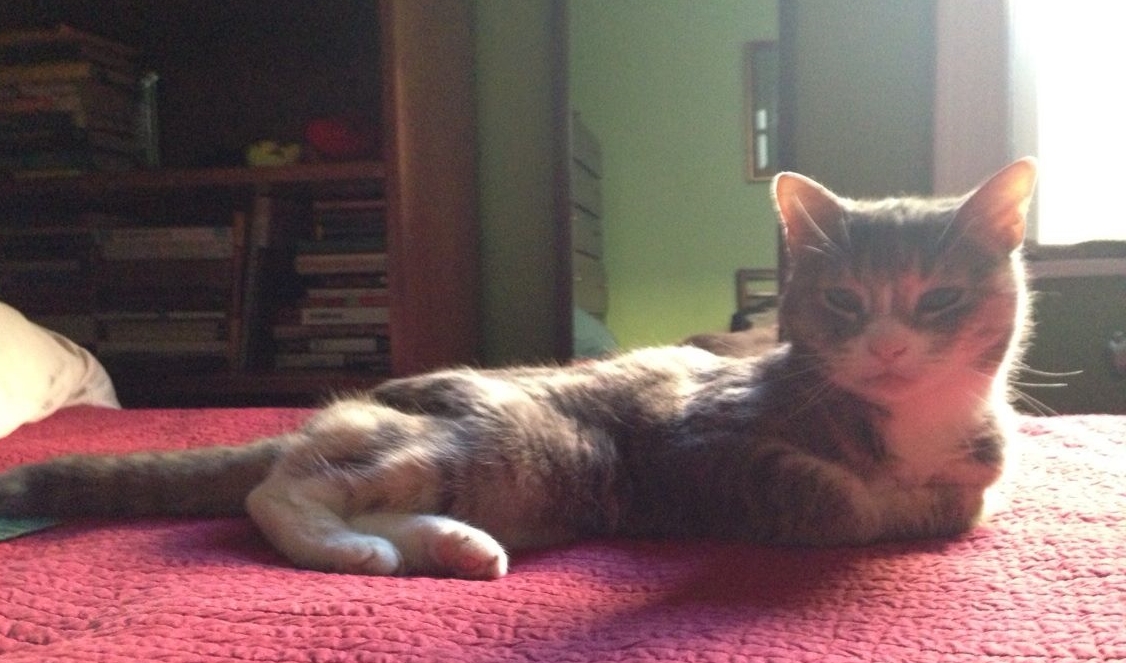 Fiona T. Cattington, 1998-2014