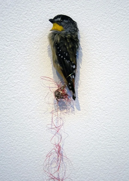bird.jpg