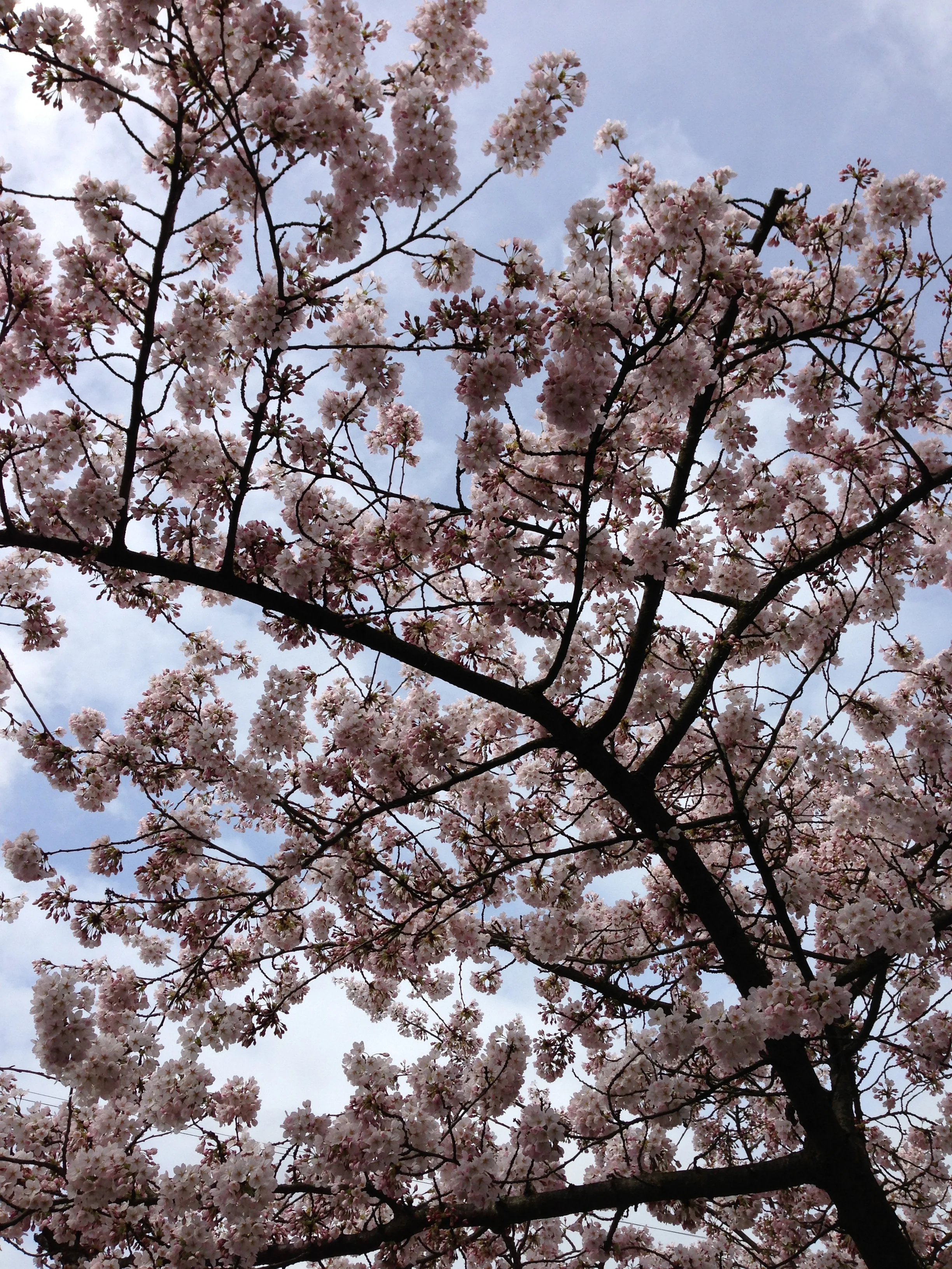 Springtime