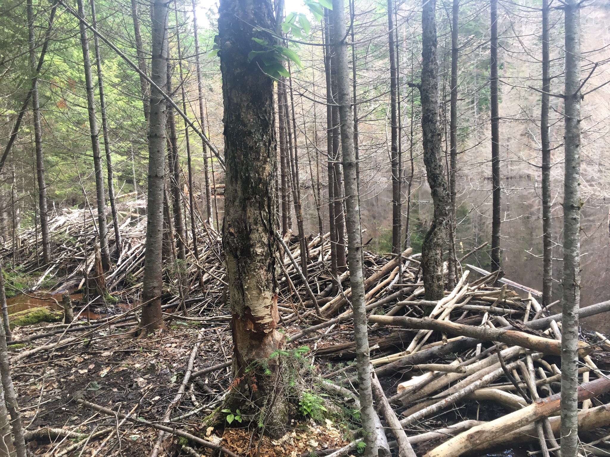 Beaver Dam