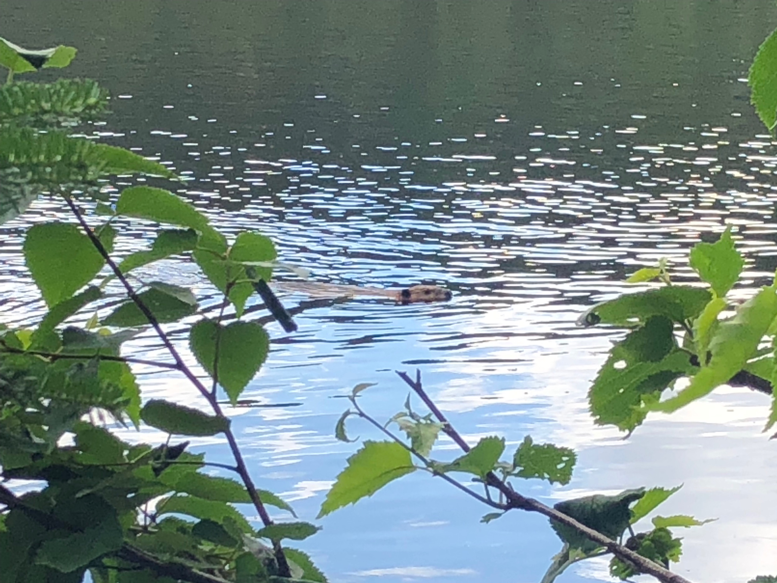 Caught a Beaver Swimming