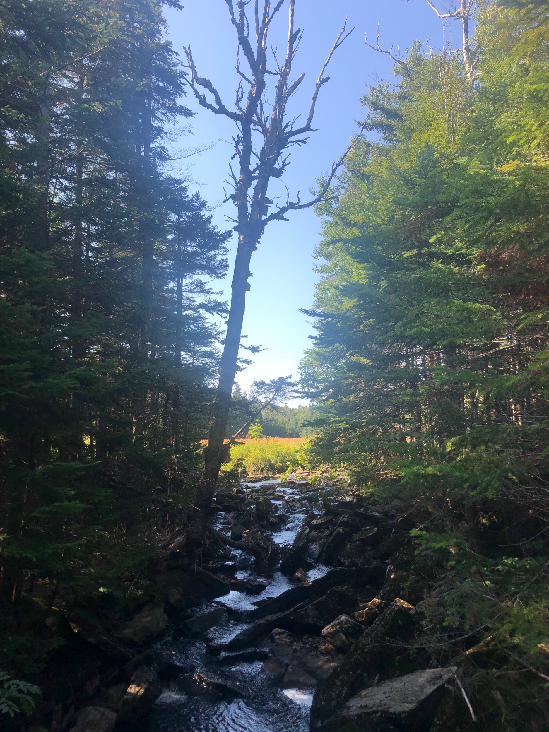 A Stream Flows from a Meadow