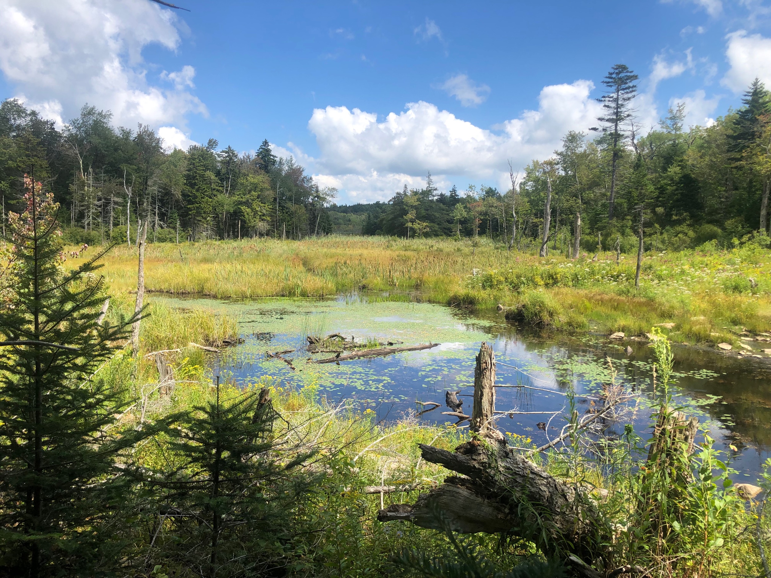 Colorful Bog