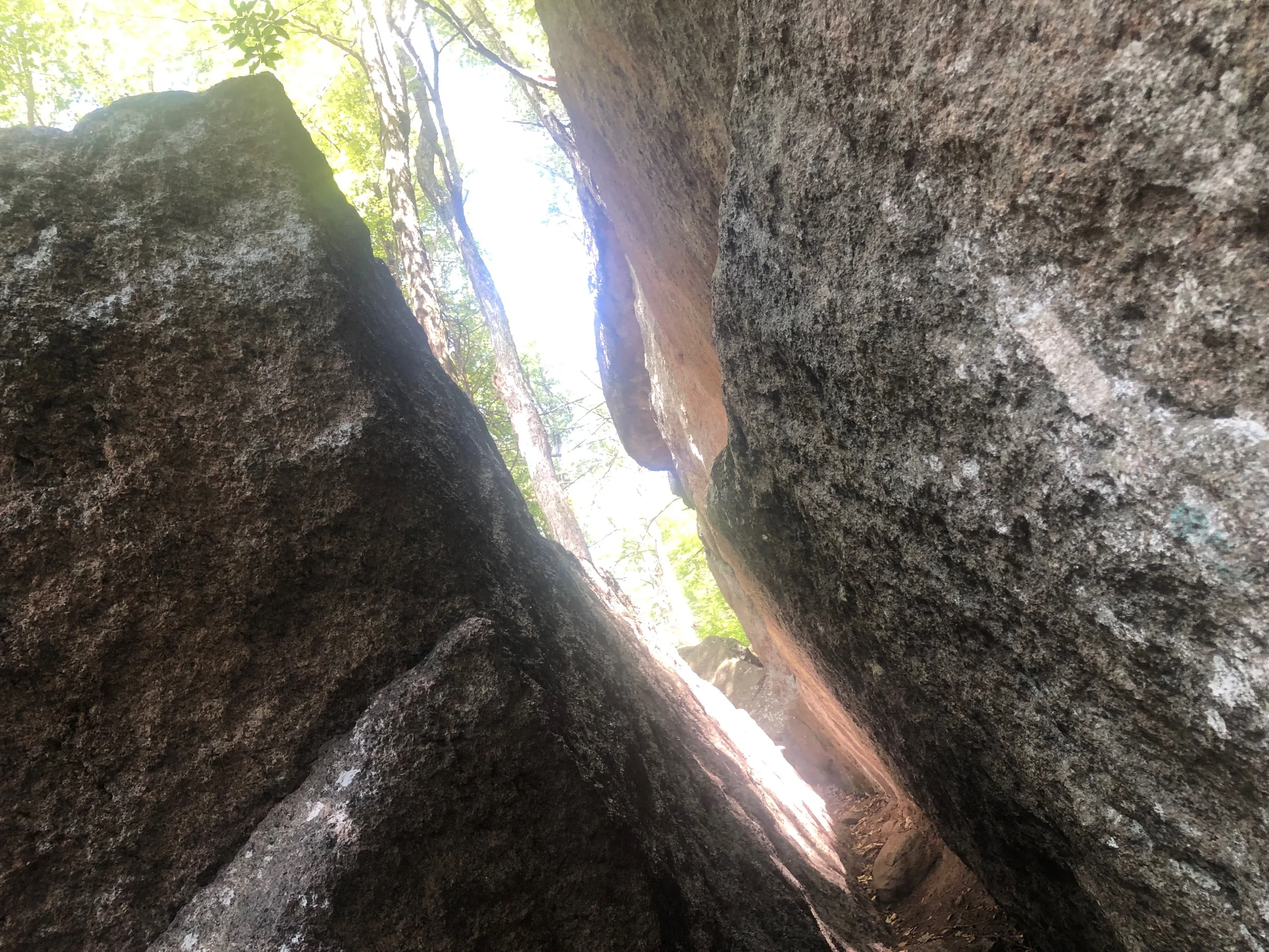 The Lemon Squeezer. You and Your Pack have to Fit