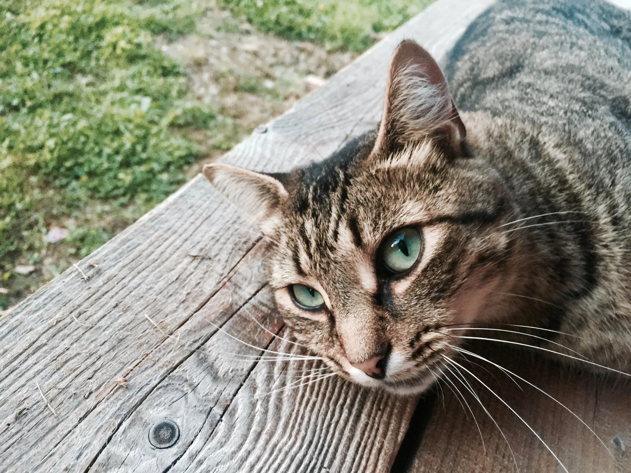 Sonny's cat, Tiger – from this weekend.