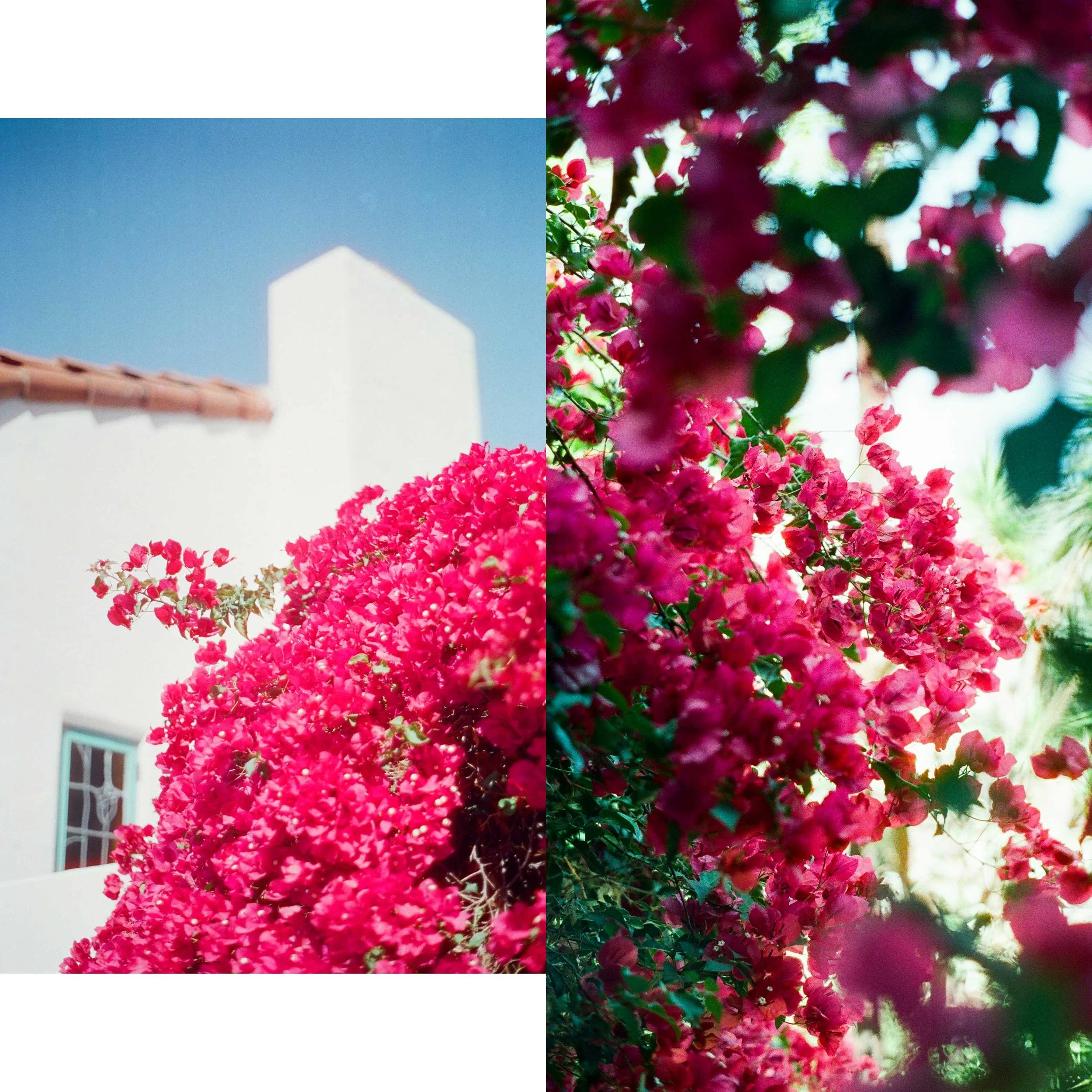 Flowers1_Home.jpg