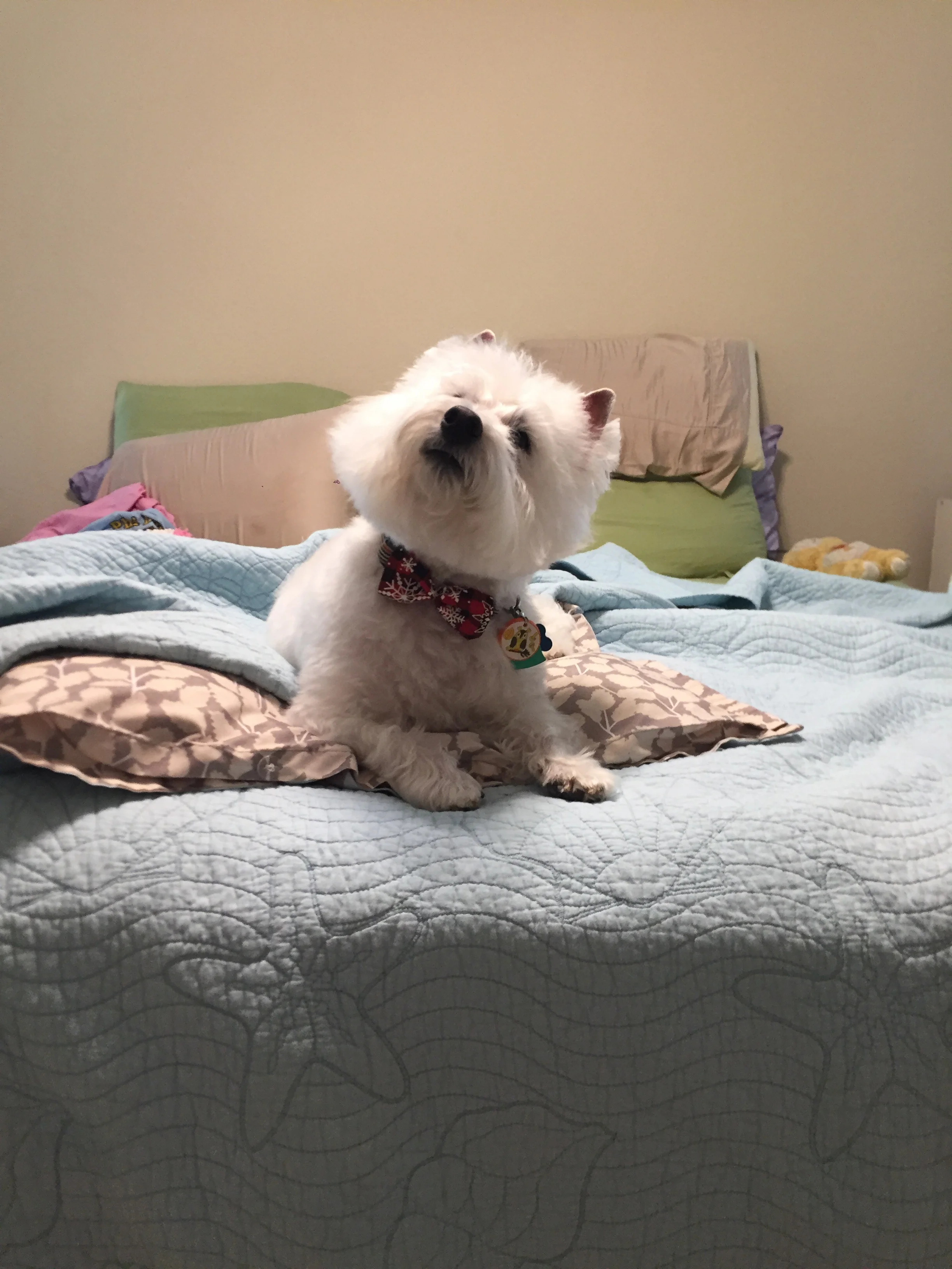 Cecil is always thankful for friends, family, and comfy beds.